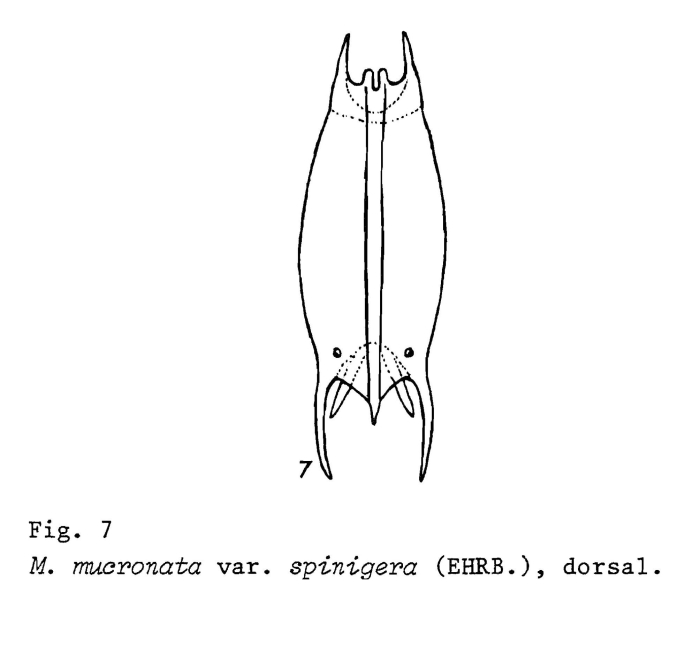 Mytilina mucronata spinigera
