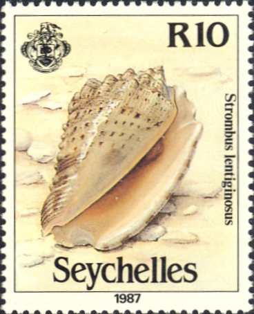 Strombus lentiginosus Strombus lentiginosus