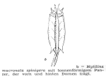 Mytilina mucronata spinigera