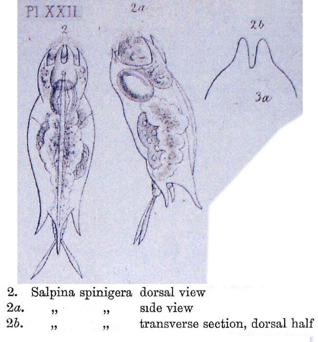 Mytilina mucronata spinigera