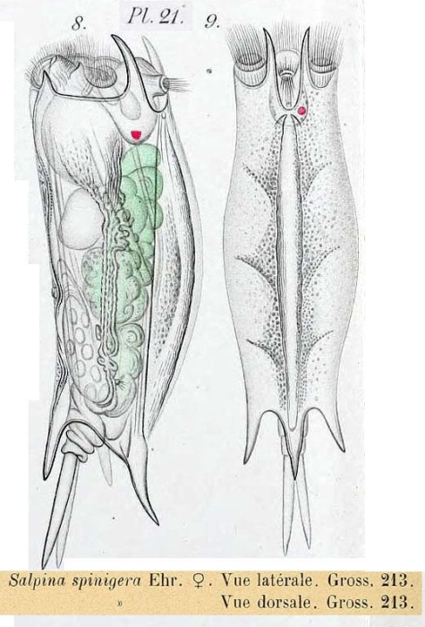 Mytilina mucronata spinigera