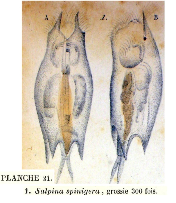 Mytilina mucronata spinigera