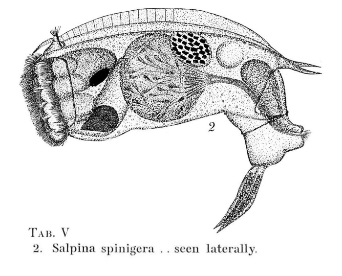 Mytilina mucronata spinigera