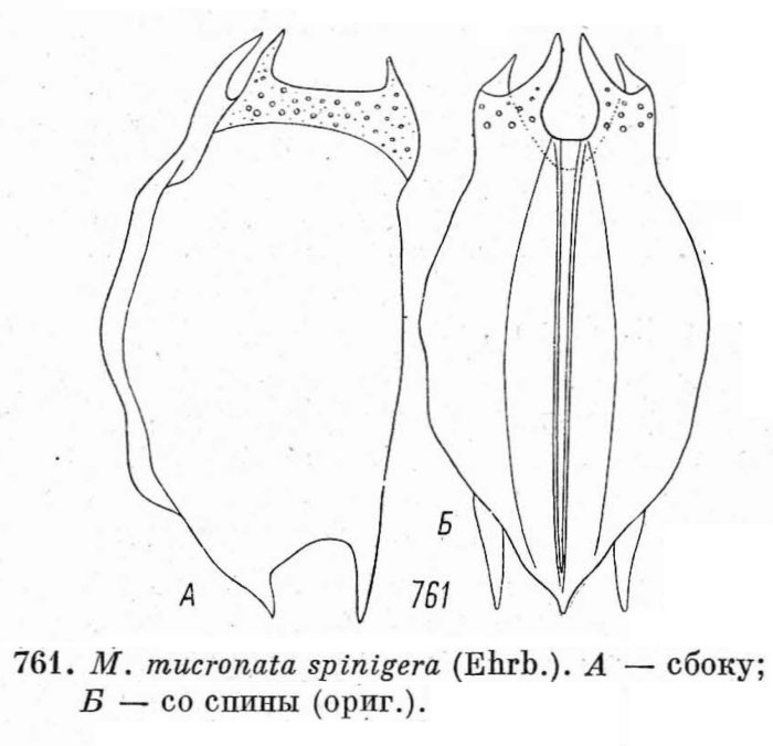 Mytilina mucronata spinigera