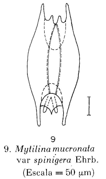 Mytilina mucronata spinigera