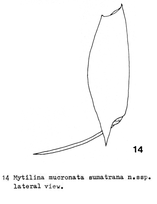 Mytilina mucronata sumatrana - Original description image