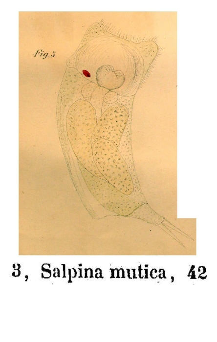 Mytilina mutica
