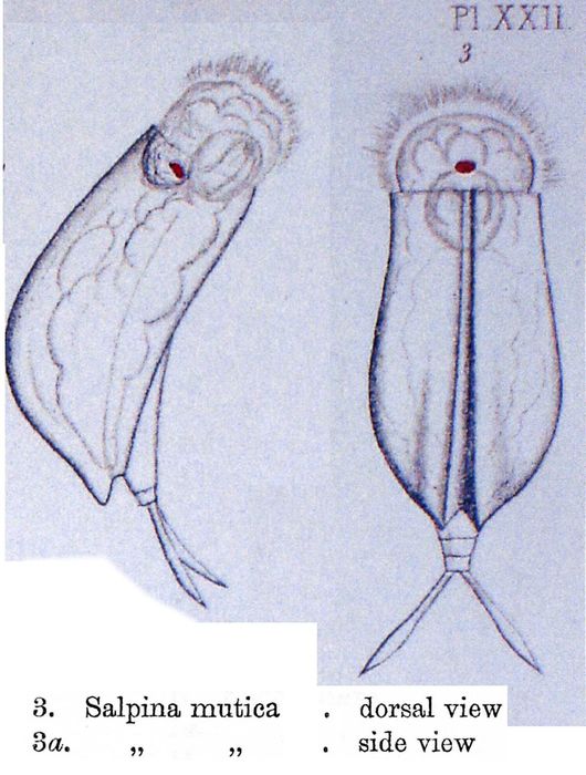 Mytilina mutica