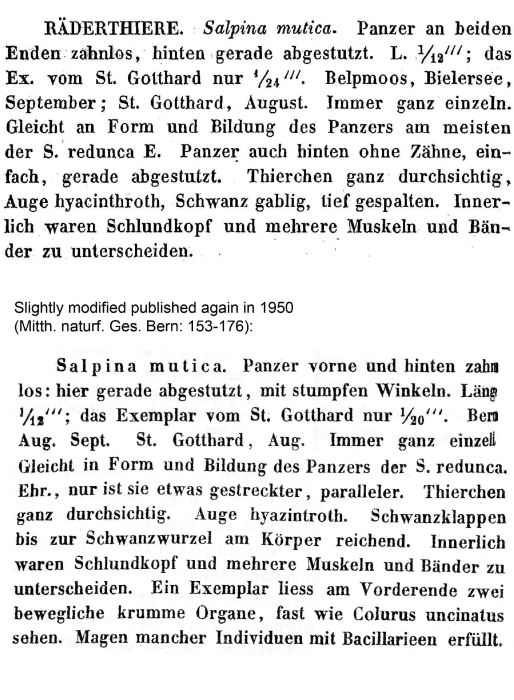 Mytilina mutica - Original description image