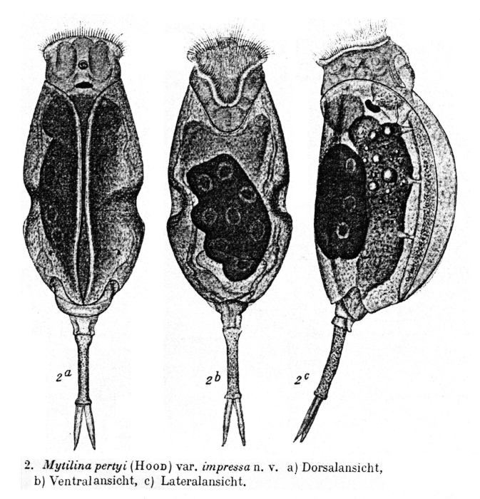 Mytilina pertyi var. impressa