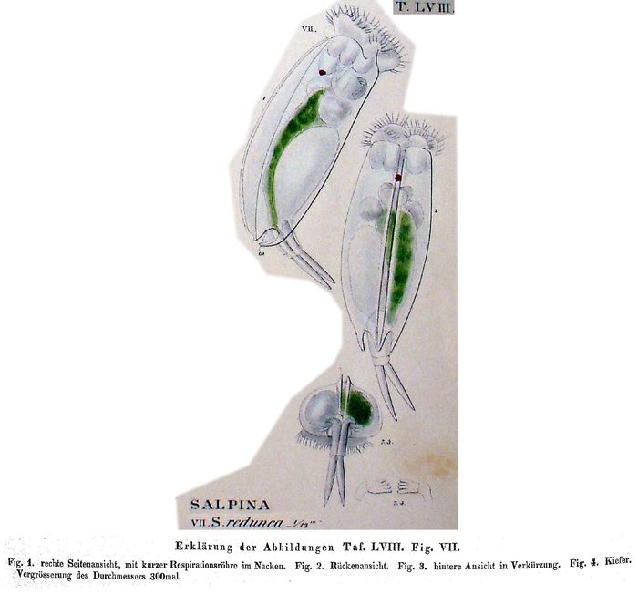 Mytilina redunca Mytilina redunca