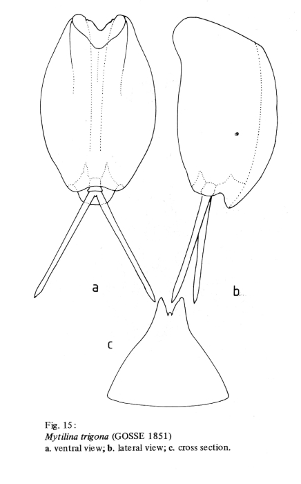 Mytilina trigona