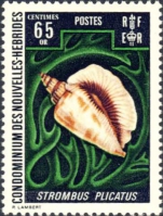 Strombus plicatus