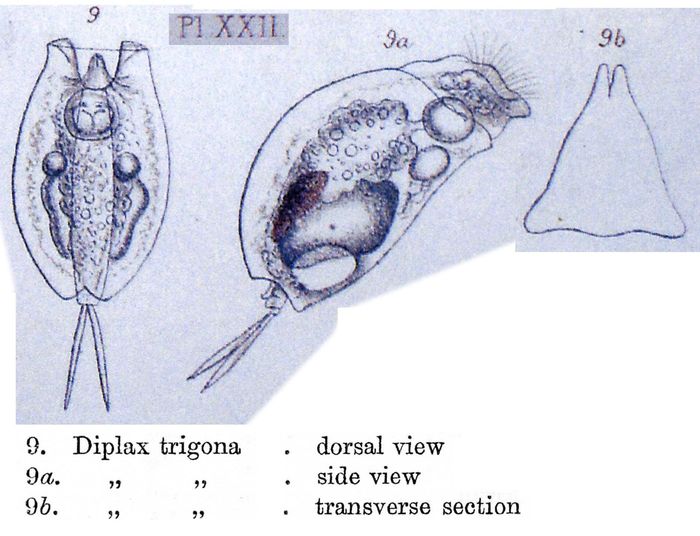 Mytilina trigona