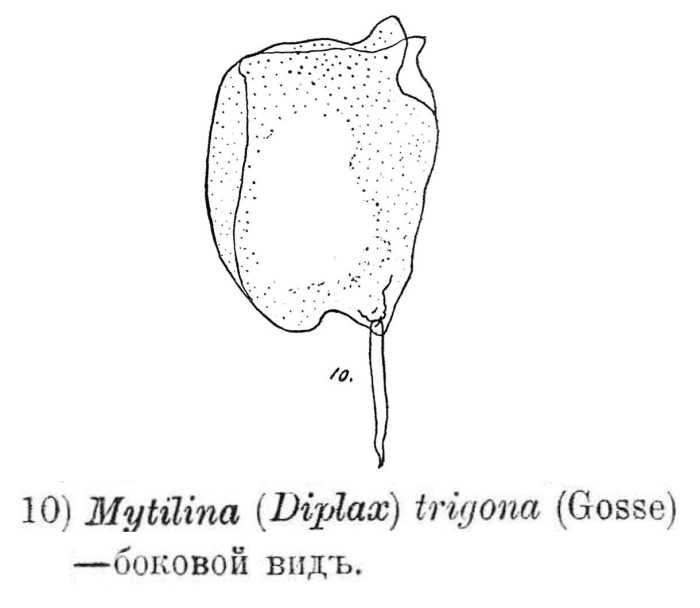 Mytilina trigona