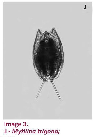 Mytilina trigona