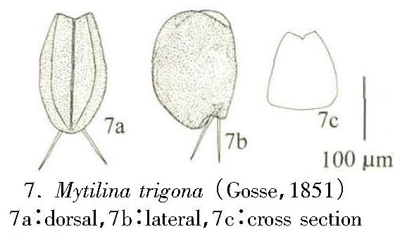 Mytilina trigona