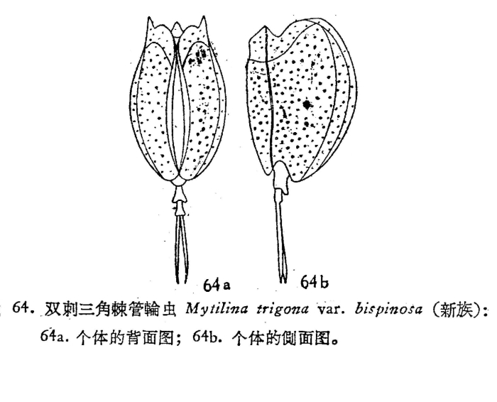 Mytilina trigona var. bispinosa - Original description image