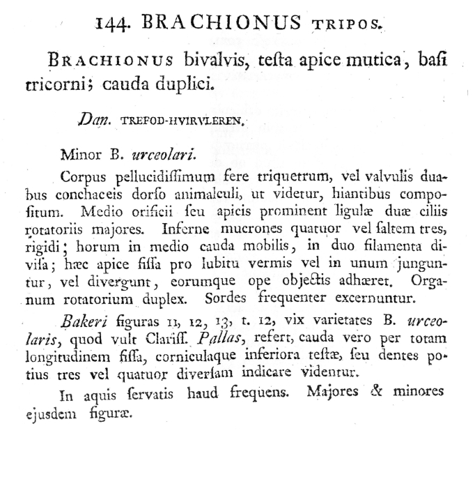 Mytilina tripos - Original description image