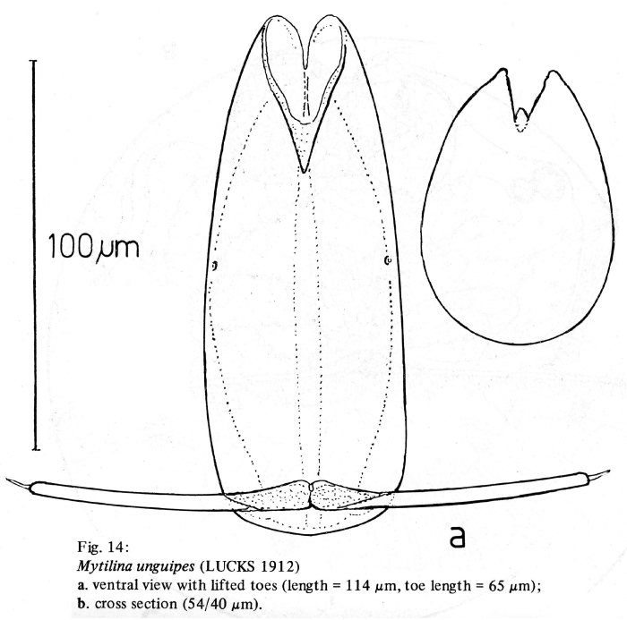Mytilina unguipes
