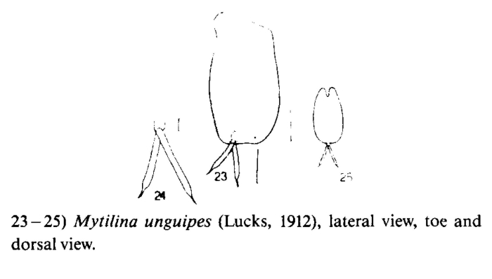Mytilina unguipes