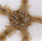 Ophiothrix fragilis (Abildgaard, in O.F. Mler, 1789) 