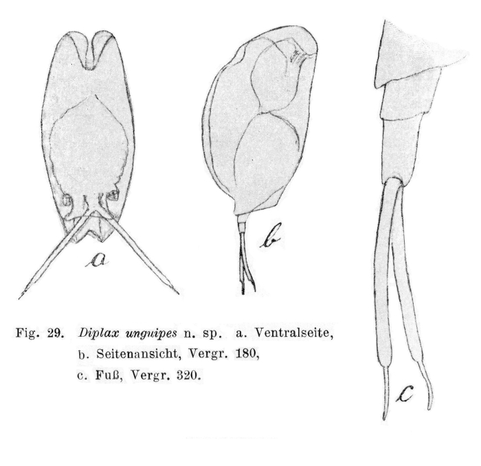Mytilina unguipes - Original description image