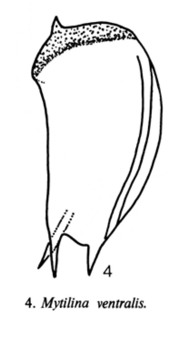 Mytilina ventralis