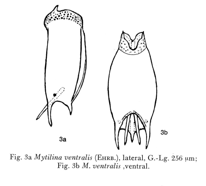 Mytilina ventralis