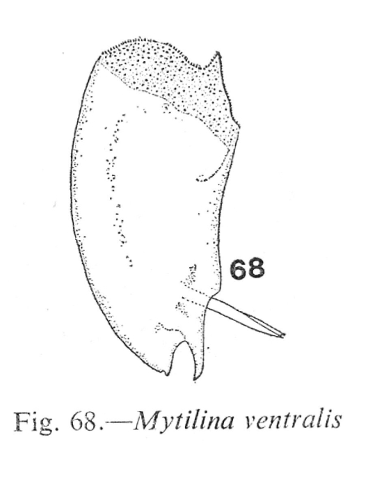 Mytilina ventralis