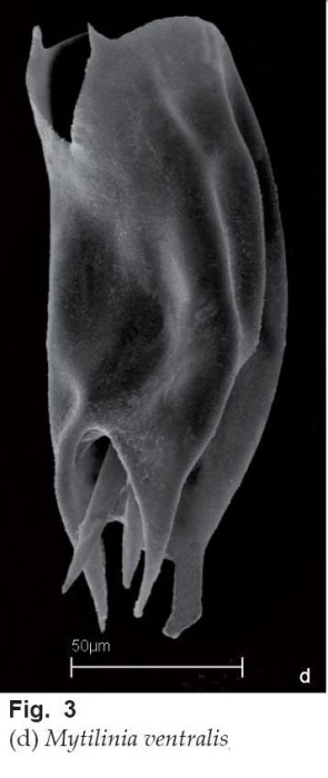 Mytilina ventralis