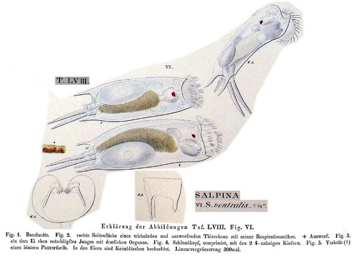 Mytilina ventralis Mytilina ventralis