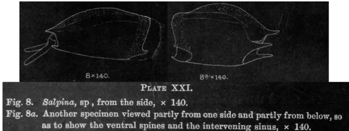 Mytilina ventralis