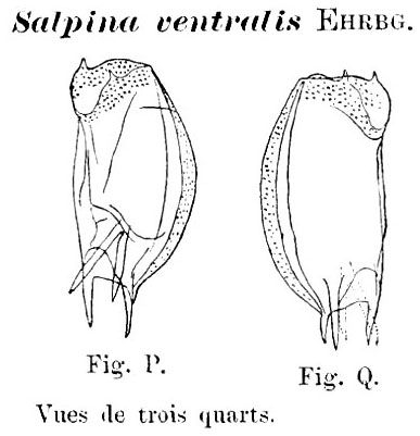 Mytilina ventralis Mytilina ventralis