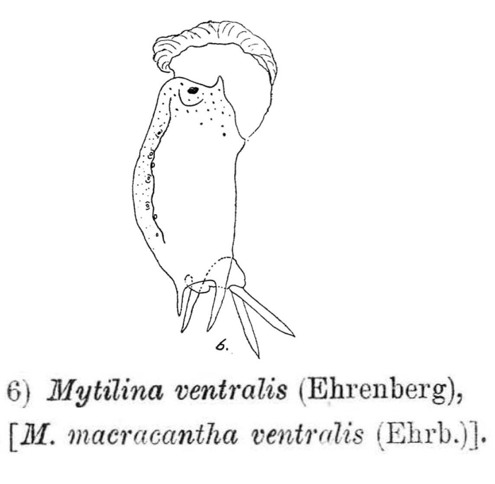 Mytilina ventralis