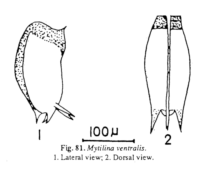 Mytilina ventralis