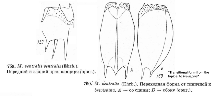 Mytilina ventralis