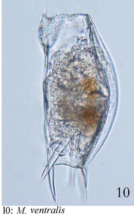 Mytilina ventralis