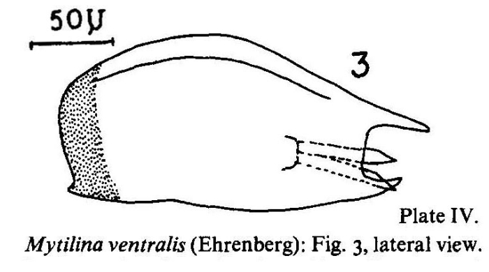 Mytilina ventralis