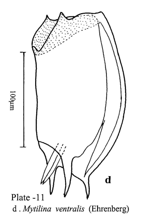 Mytilina ventralis