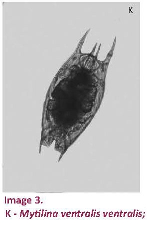 Mytilina ventralis Mytilina ventralis