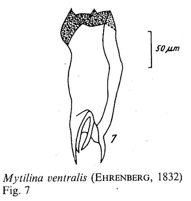 Mytilina ventralis