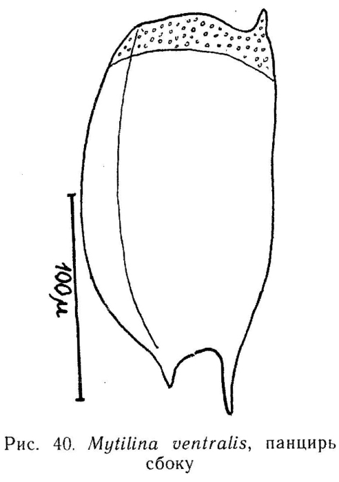 Mytilina ventralis