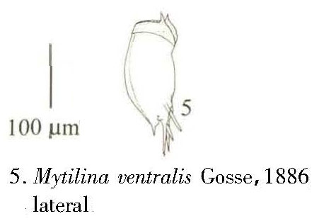 Mytilina ventralis
