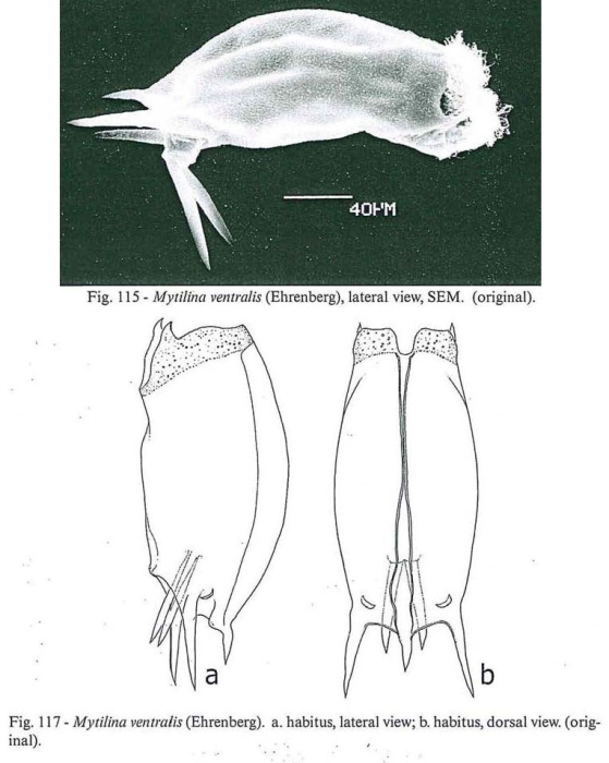 Mytilina ventralis