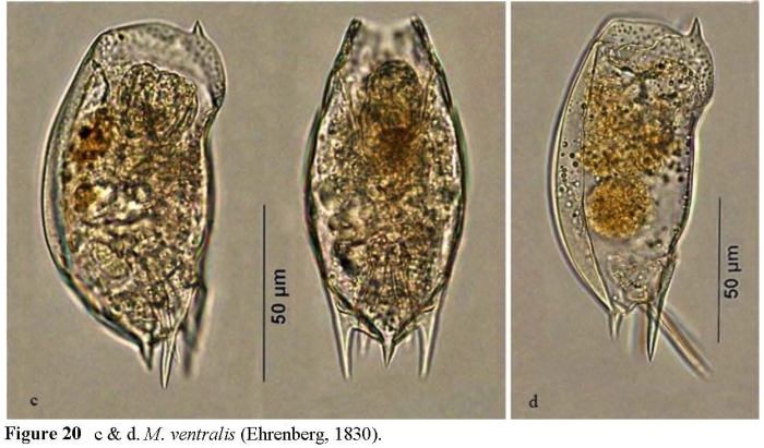 Mytilina ventralis