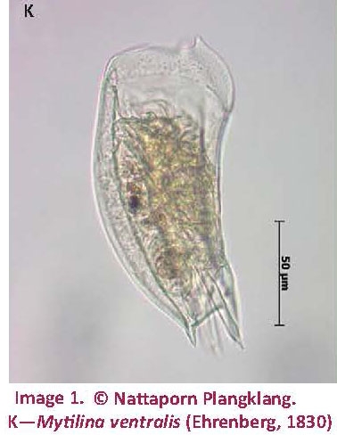 Mytilina ventralis