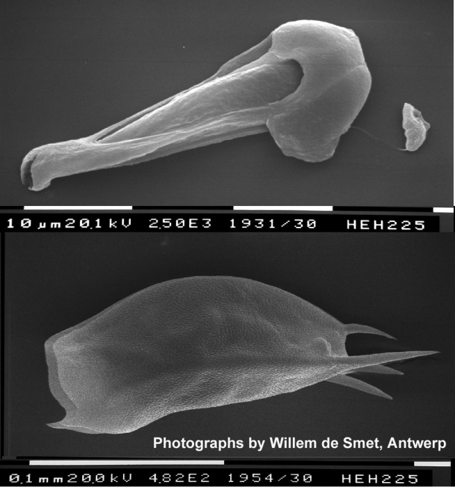 Mytilina ventralis