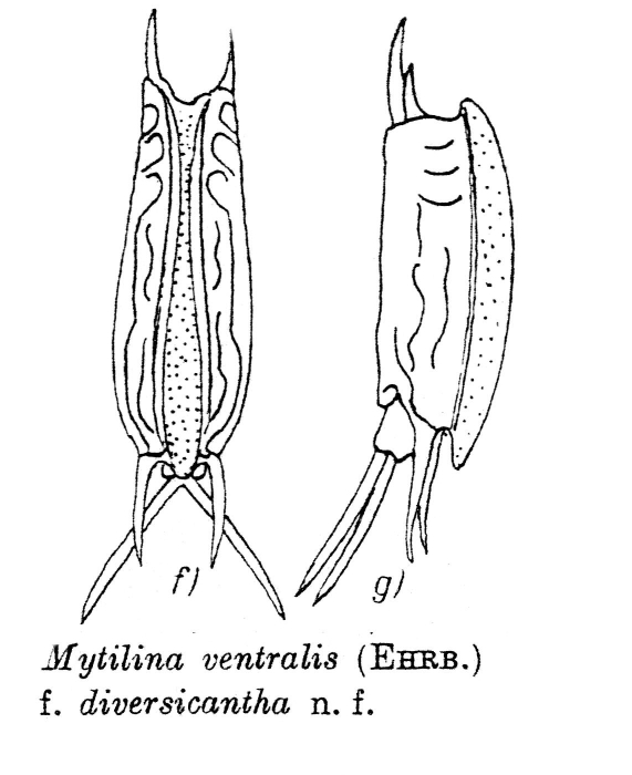 Mytilina ventralis f. diversicantha Mytilina ventralis f. diversicantha