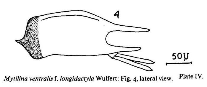 Mytilina ventralis f. longidactyla Mytilina ventralis f. longidactyla